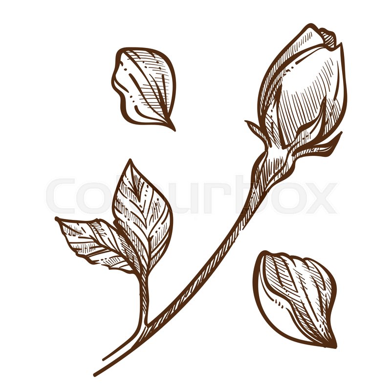 800x800 Rose Plant Closed Bud On Stem And Stock Vector Colourbox
