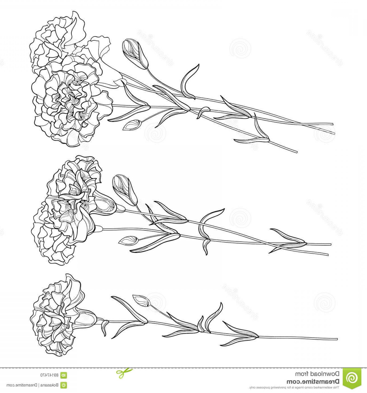1560x1668 Stock Illustration Vector Set Outline Carnation Flower Bud Leaves