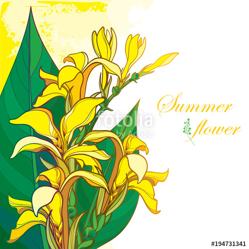 500x500 Vector Bouquet Of Outline Yellow Canna Lily Or Canna Flower Bunch
