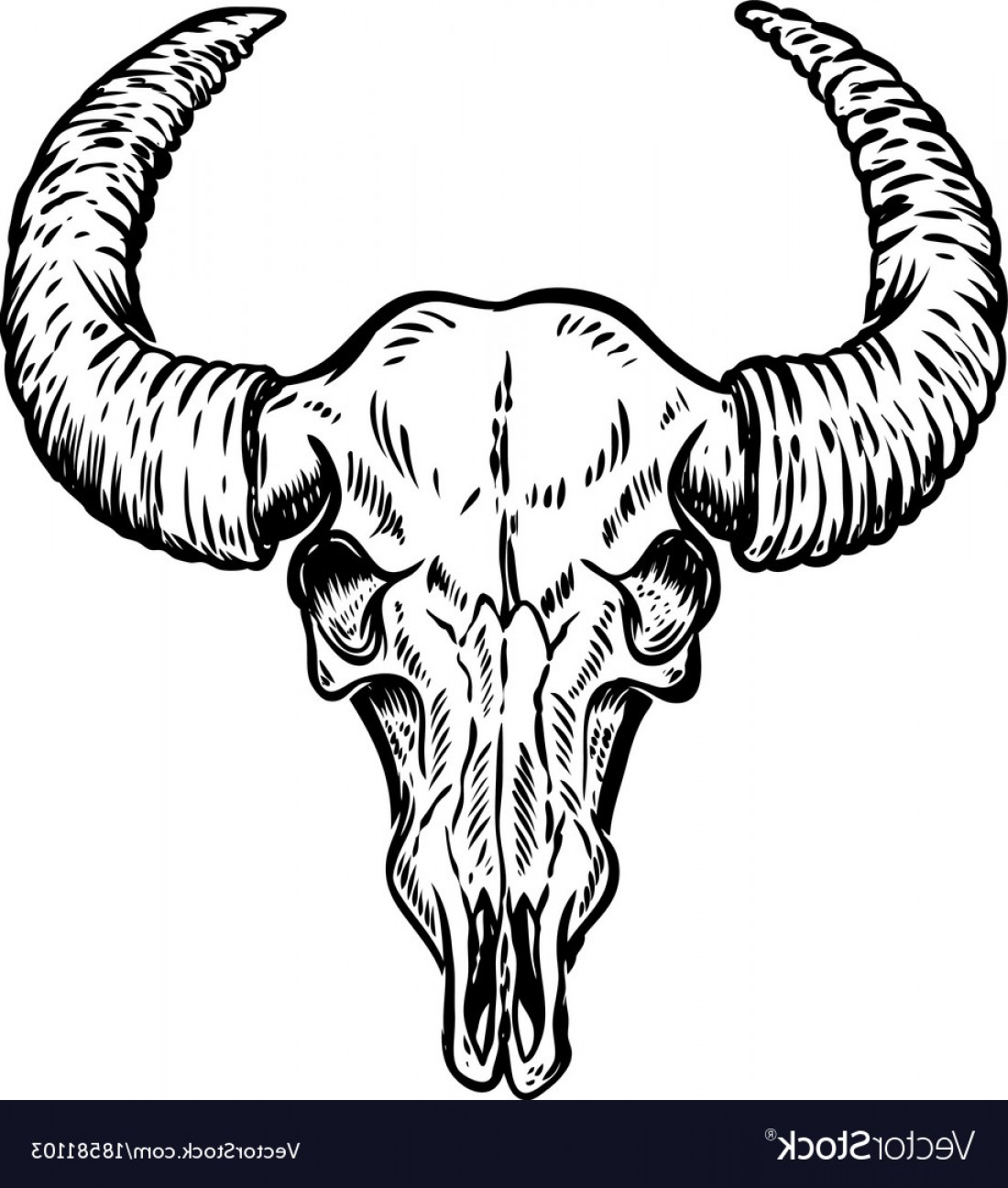 Buffalo Skull Vector Art Cqrecords 1100x1296 Buffalo Skull Vector Art Cqrecords