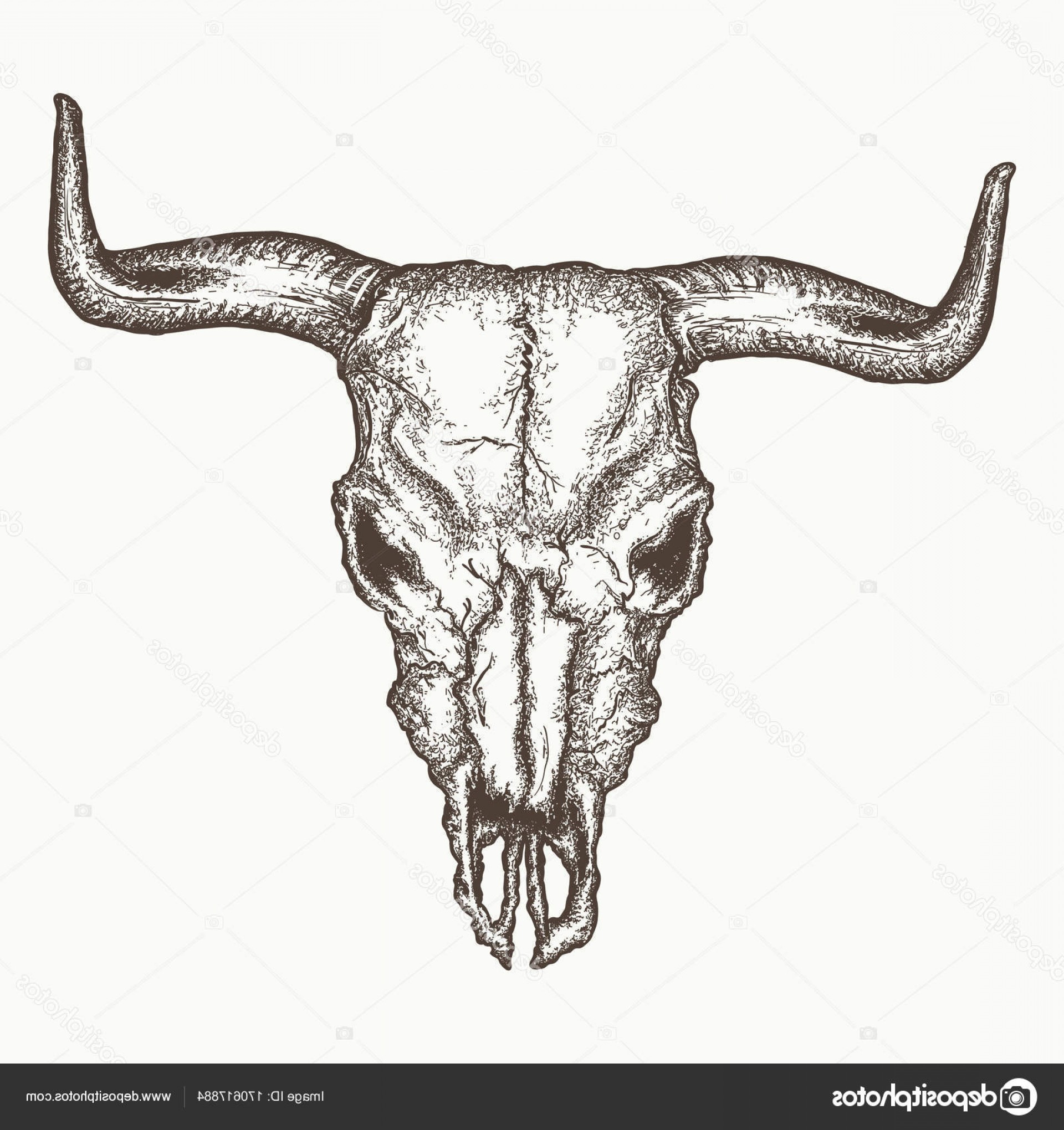 Stock Illustration Bull Skull Vector Bison Buffalo Catchsplace 1920x2040 Stock Illustration Bull Skull Vector Bison Buffalo Catchsplace