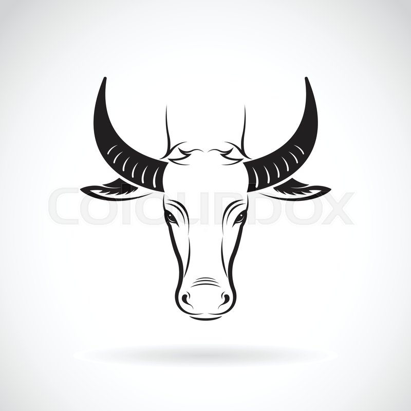 Vector Of A Buffalo Head On White Stock Vector Colourbox 800x800 Vector Of A Buffalo Head On White Stock Vector Colourbox