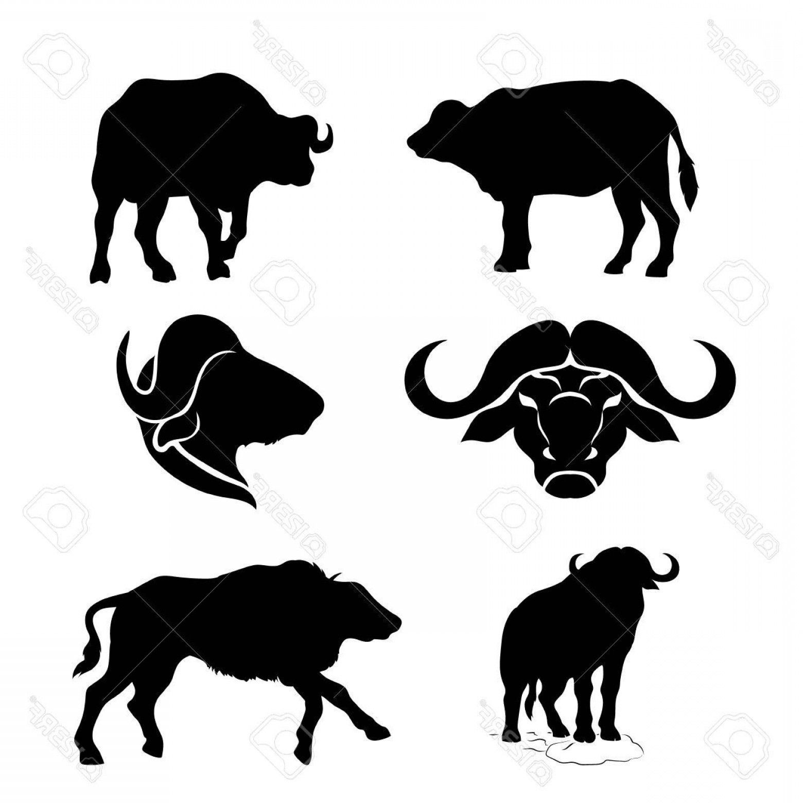 1560x1560 Buffalo Vector Boozeworthy