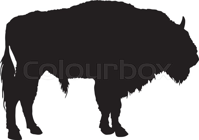 800x564 Vector Illustration Of Buffalo Stock Vector Colourbox