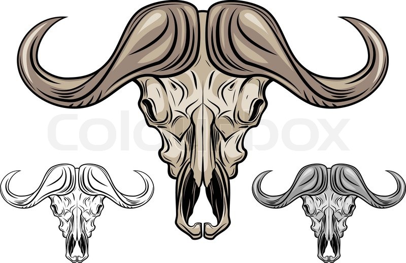 Buffalo Skull Isolated On White Stock Vector Colourbox 800x519 Buffalo Skull Isolated On White Stock Vector Colourbox