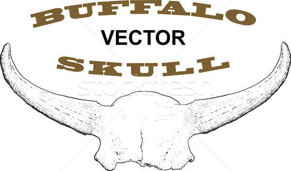 Old Buffalo Skull Vector Illustration Stanislav Stasyuk 600x353 Old Buffalo Skull Vector Illustration Stanislav Stasyuk