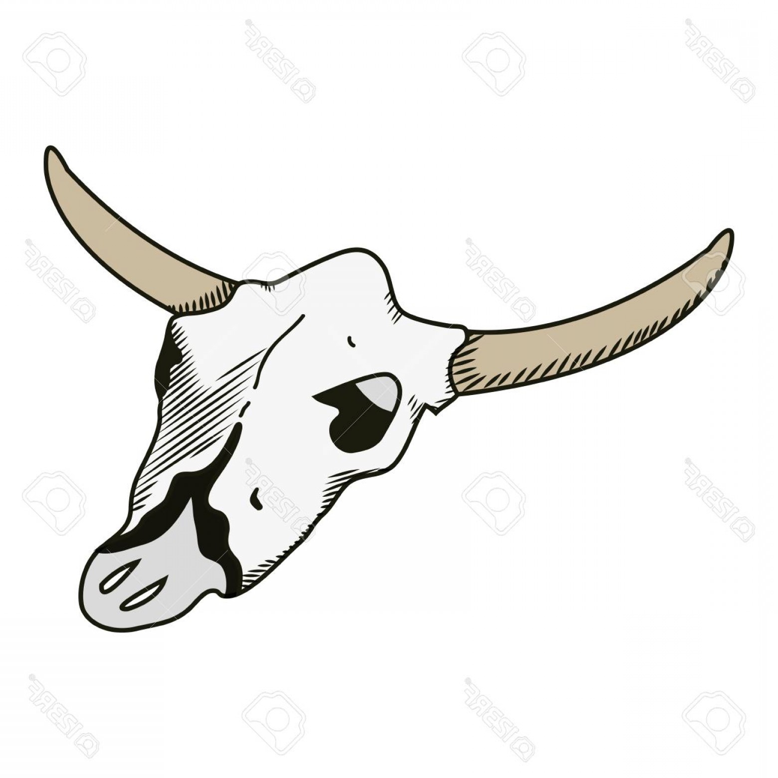 1560x1560 Photostock Vector Nature Buffalo Desert Dead Skull Vector