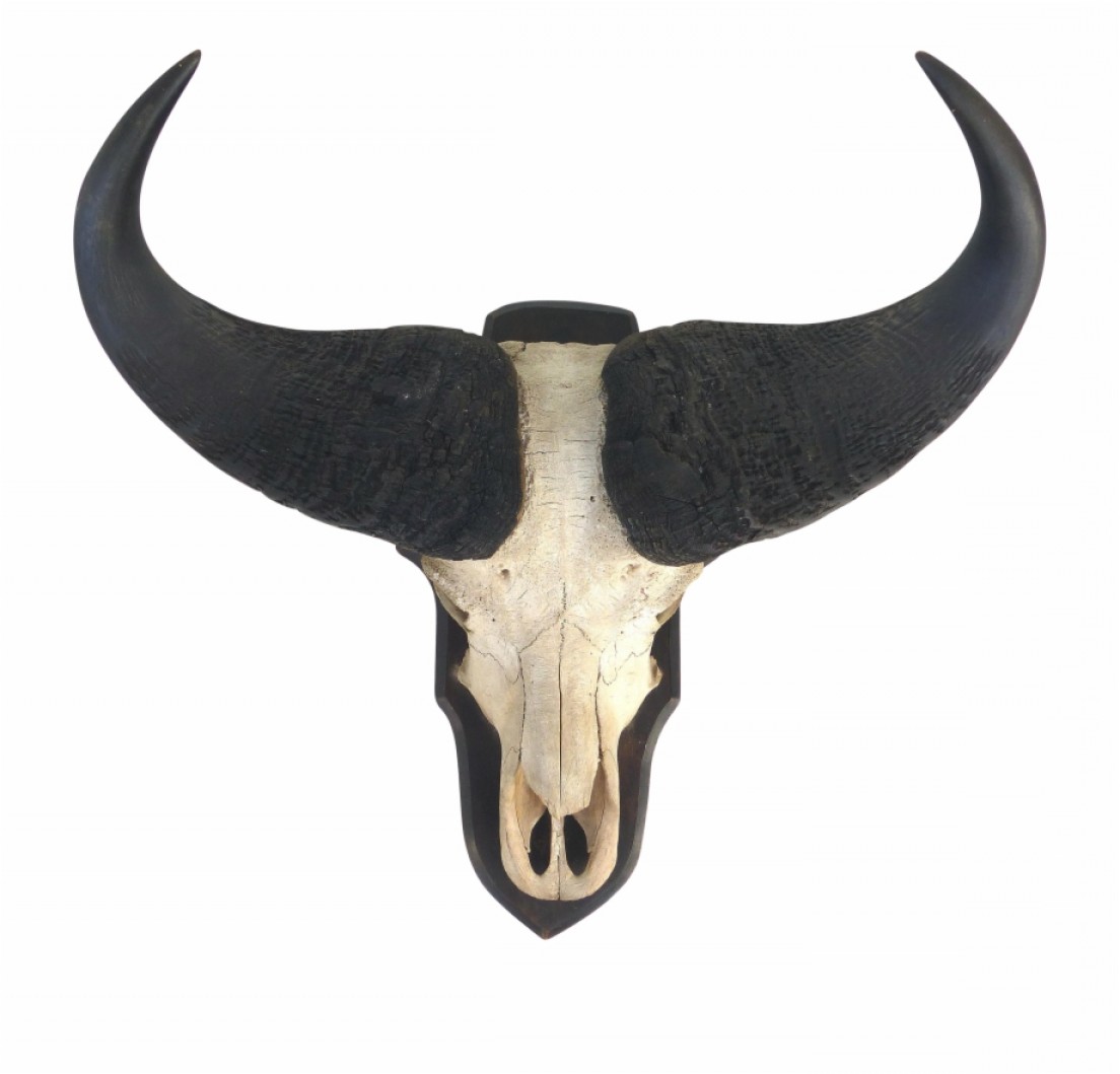 Twirjvector Skulls Longhorn Water Buffalo Skull Soidergi 1104x1059 Twirjvector Skulls Longhorn Water Buffalo Skull Soidergi