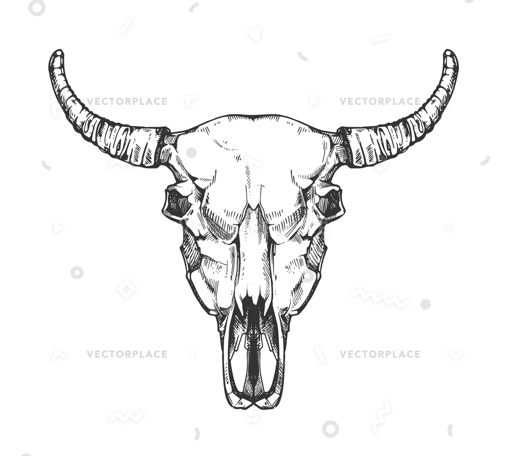 Vintage Buffalo Skull Sketch Bull Animal Vector Illustration 1000x900 Vintage Buffalo Skull Sketch Bull Animal Vector Illustration