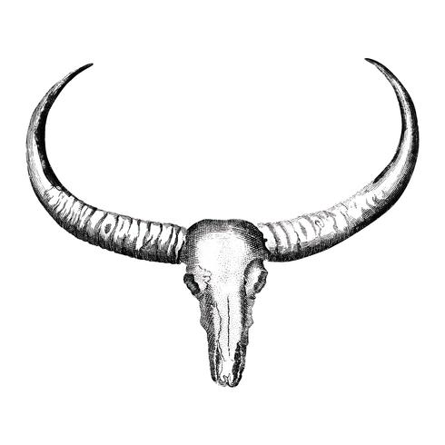 Vintage Illustrations Of Longhorned Buffalo Skull Vector 490x490 Vintage Illustrations Of Longhorned Buffalo Skull Vector