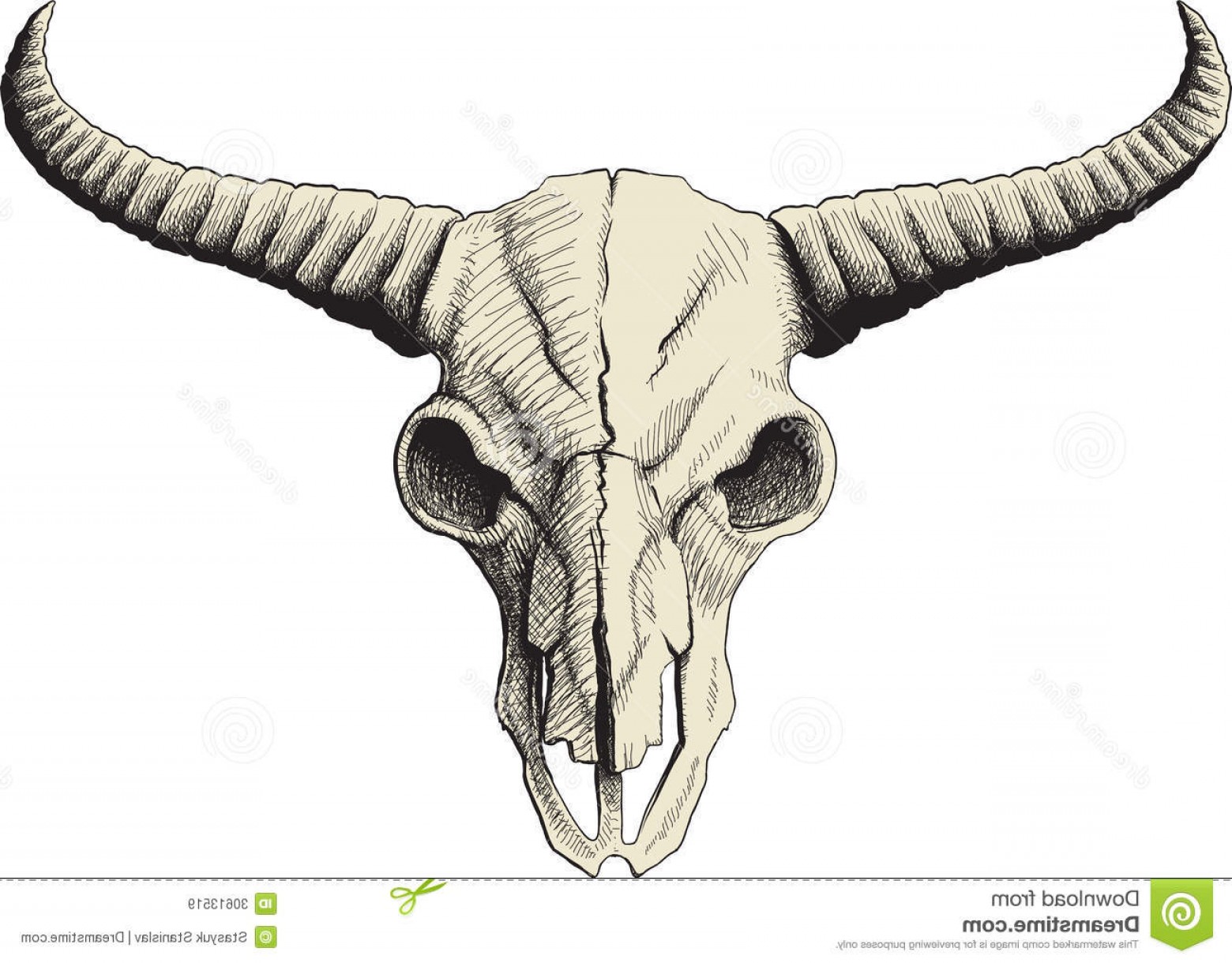 Buffalo Skull Vector Art Cqrecords 1560x1220 Buffalo Skull Vector Art Cqrecords