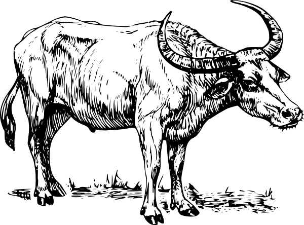 Buffalo Clip Art Free Vector In Open Office Drawing 600x444 Buffalo Clip Art Free Vector In Open Office Drawing