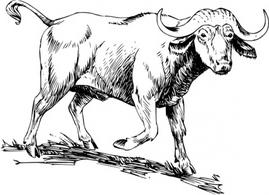 269x195 Download Buffalo Vector Vectors Png Images Clipart Png Free
