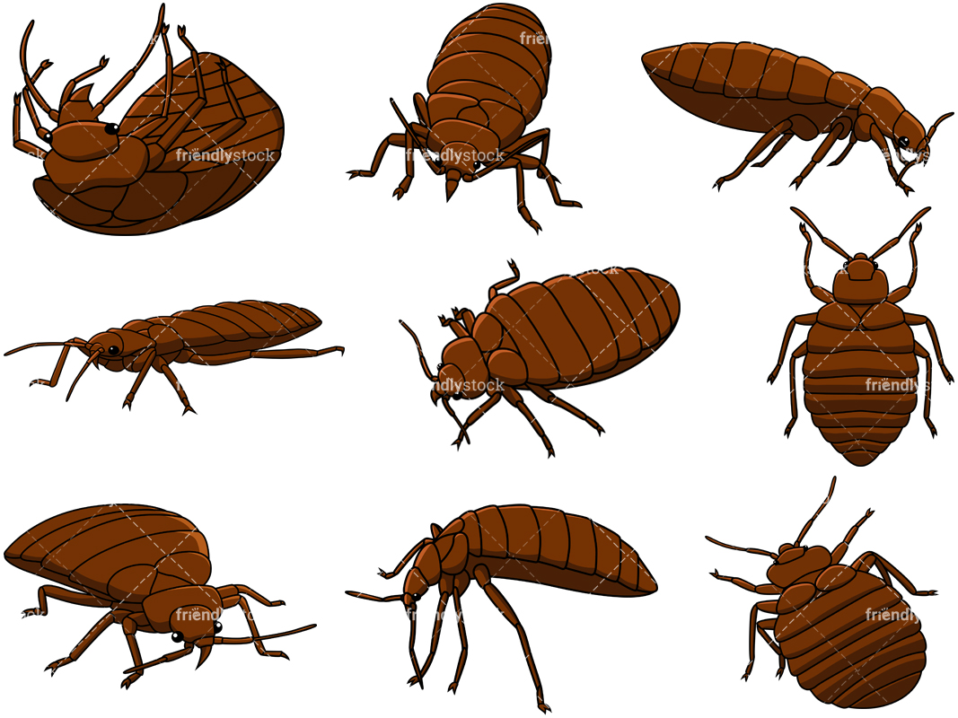 1067x800 Bed Bugs Cartoon Vector Clipart
