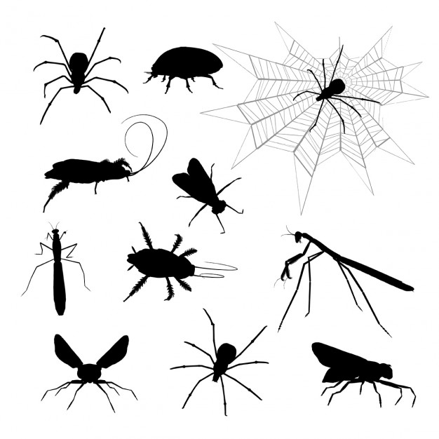 626x626 Insect Vectors, Photos And Free Download