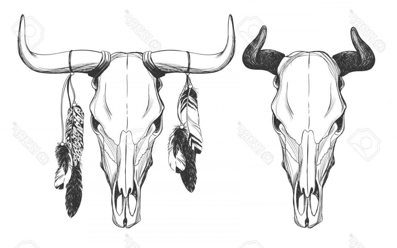 1560x974 Bull Skull Vector Art Catamart