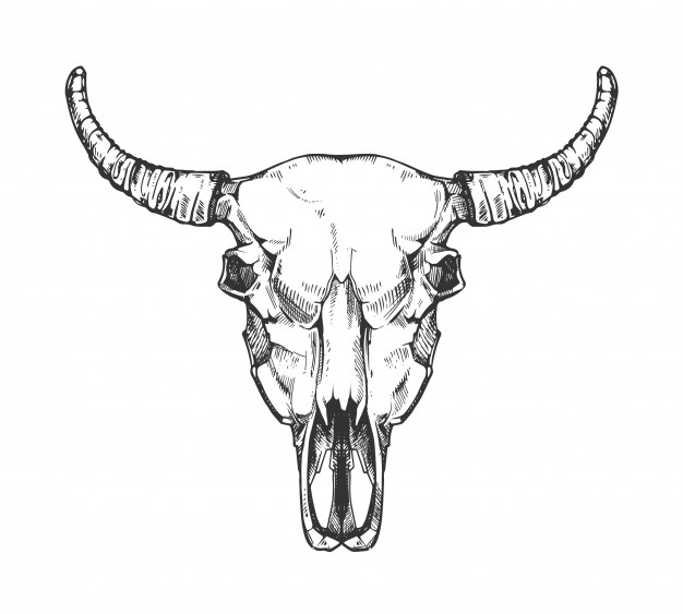 626x563 Cow Skull And Horns Set Vector Free Download