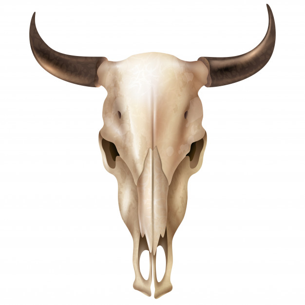 626x626 Realistic Cow Skull Vector Free Download