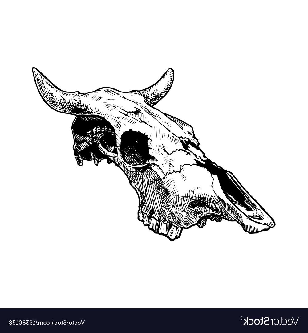 1000x1080 Top Cow Skull Drawing Vector Design Free Vector Art, Images
