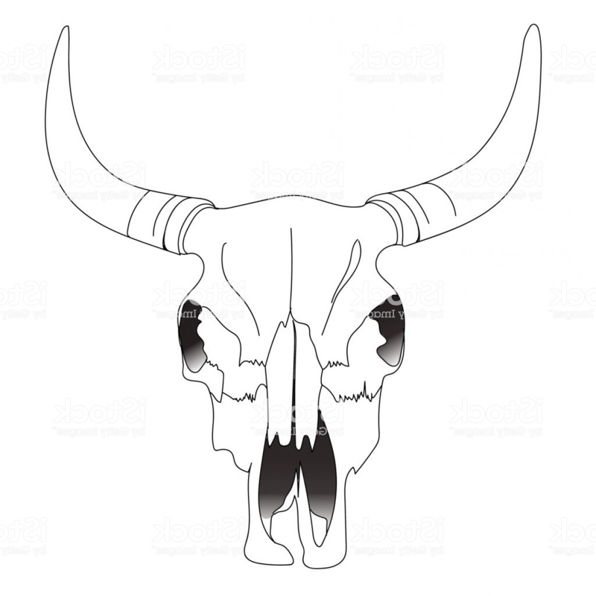 1228x1228 Bull Skull Cow Skull Animal Skull Cattle Skull Bison Skull Desert