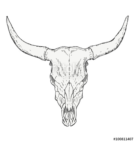 Bull Skull Vector at Vectorified.com | Collection of Bull Skull Vector ...