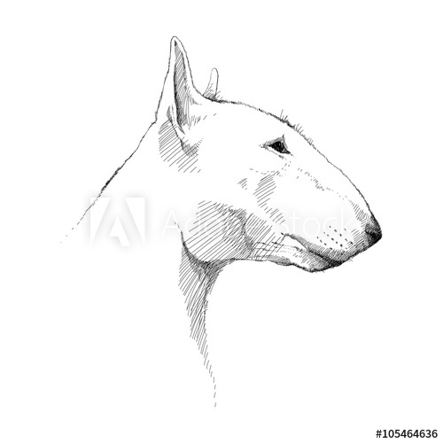 500x500 Vector Sketch Of Bull Terrier Dog Head Profile Isolated On White