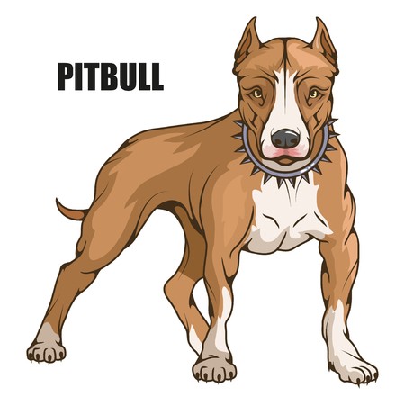 450x450 Pit Bull Terrier Vector Illustration Royalty Free Vector Graphics
