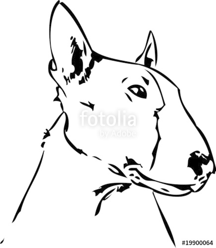 436x500 Bull Terrier