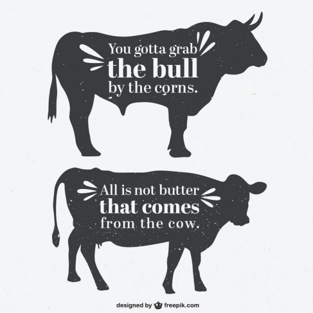 626x626 Bull Vectors, Photos And Free Download