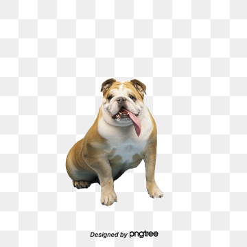 360x360 Bulldog Clipart Png, Vector, And Clipart With Transparent