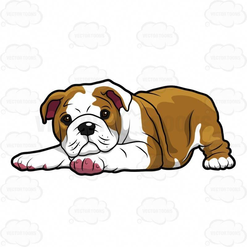 800x800 Wrinkly English Bulldog Puppy Lying Down