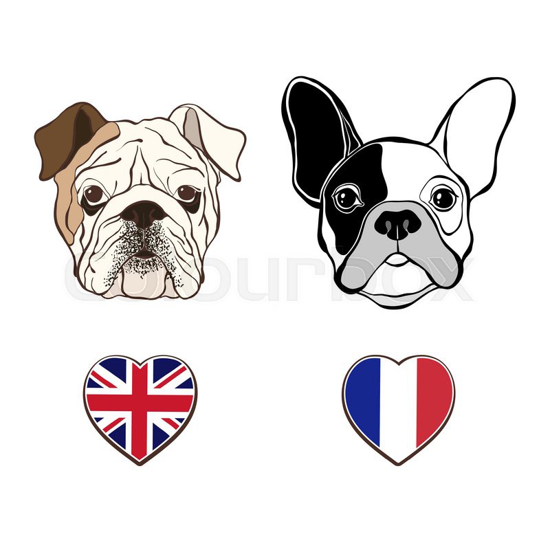 800x800 English Bulldog Face And French Stock Vector Colourbox