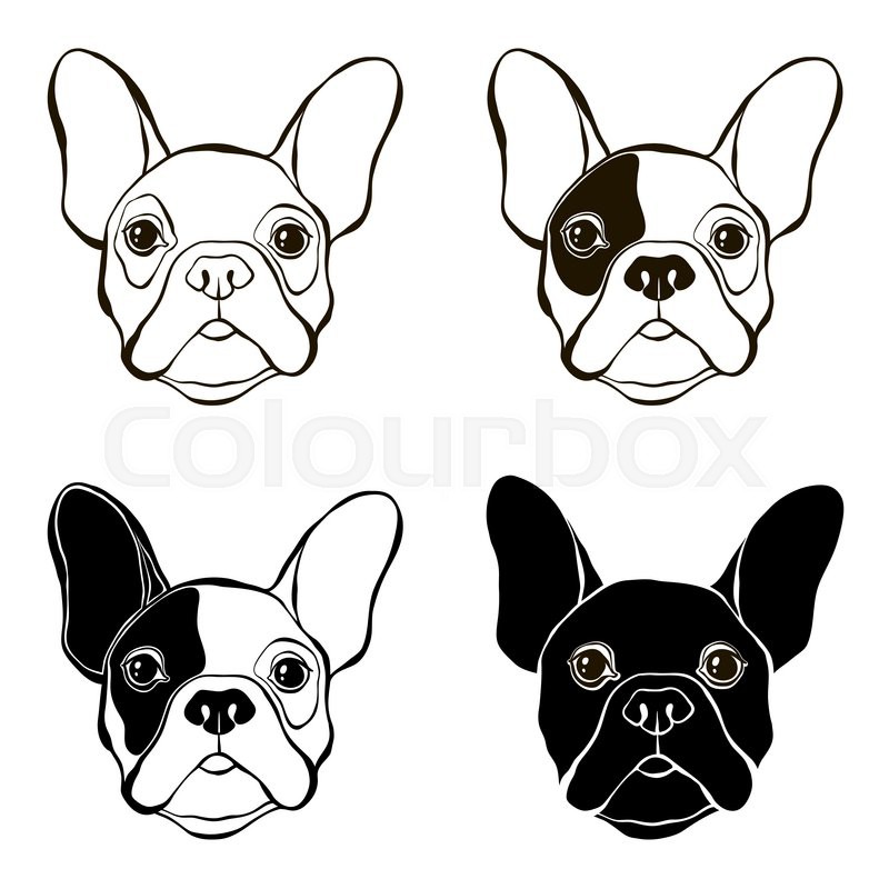 800x800 French Bulldog Vector Set Of Stock Vector Colourbox