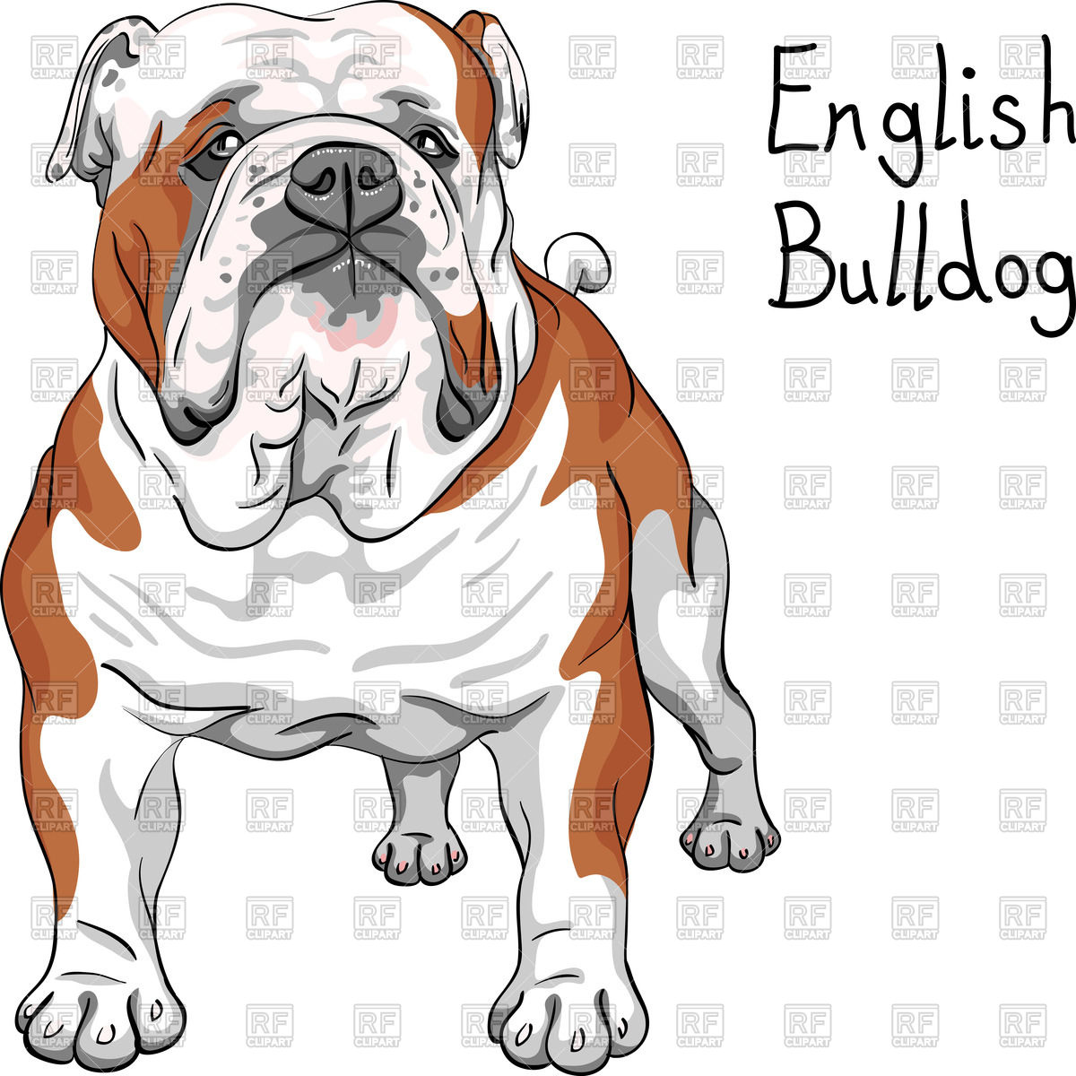 1200x1200 Sketch Of English Bulldog Breed Vector Image Of Plants And Animals
