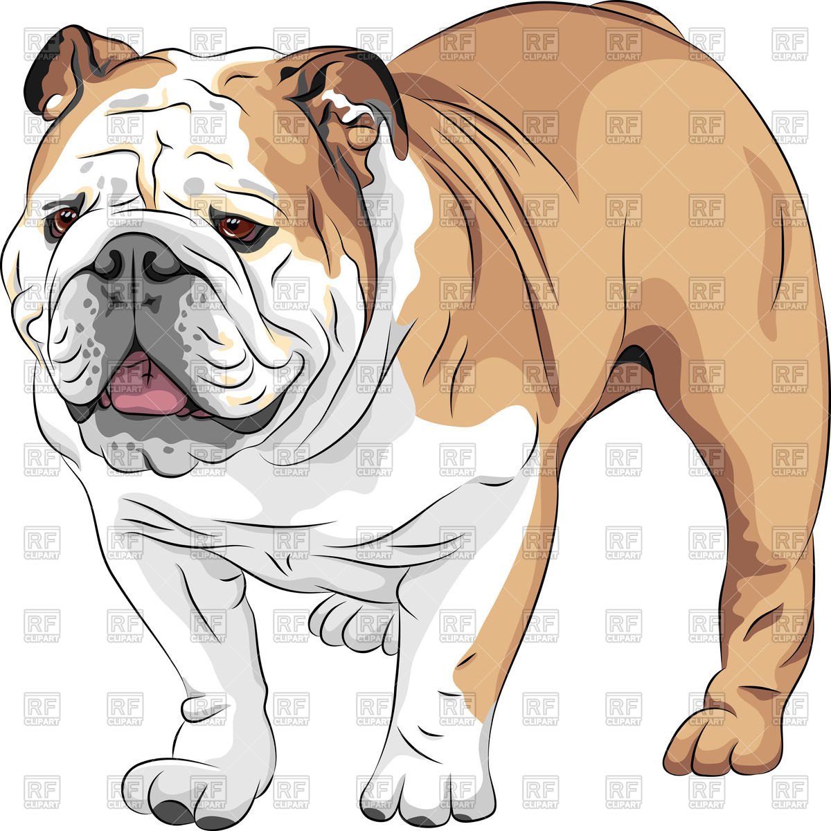 1200x1200 English Bulldog Vector Image Of Plants And Animals