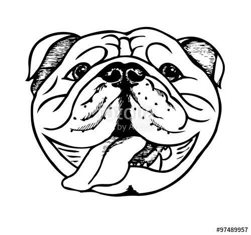 500x469 English Bulldog, Vector Illustration Stock Image And Royalty Free
