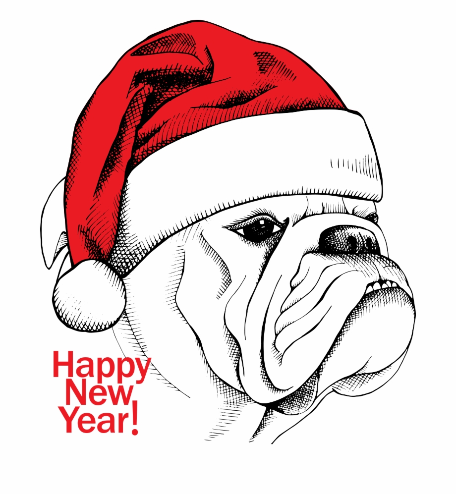 920x997 English Bulldog Vector