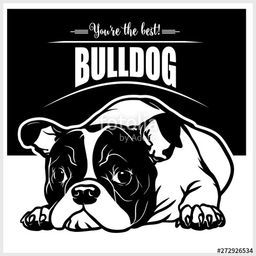 500x500 Bulldog