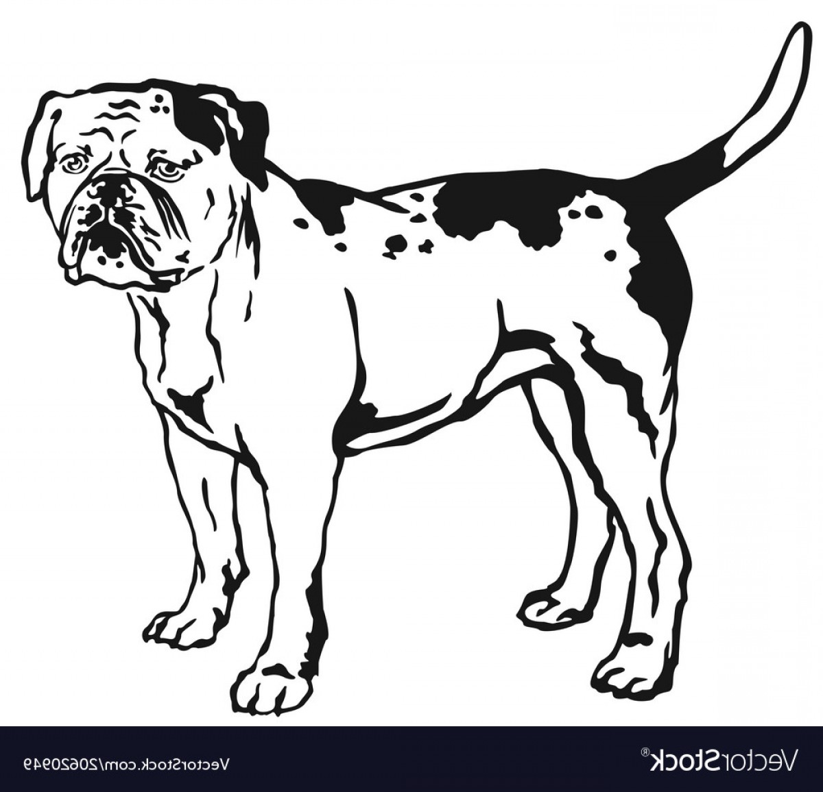 1200x1156 Decorative Standing Portrait Of American Bulldog Vector Soidergi