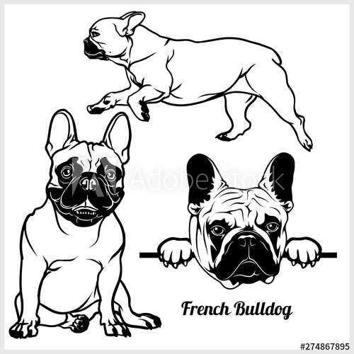 500x500 French Bulldog