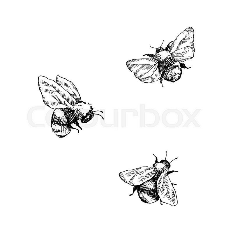 800x800 Bumblebee Set Hand Drawn Vector Stock Vector Colourbox