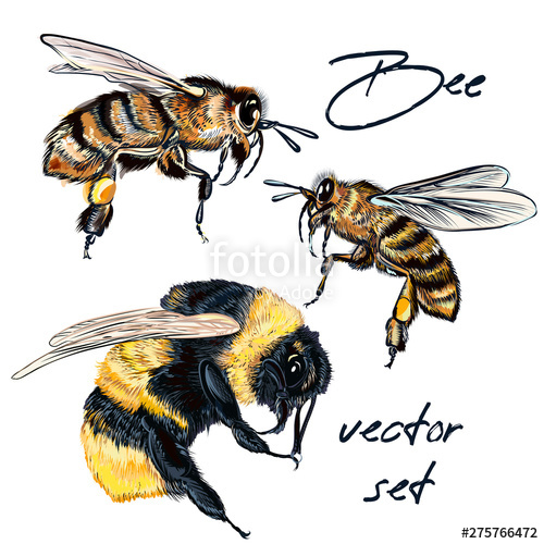 500x500 Collection Of Vector Realistic Bee, Bumblebee In Realistic