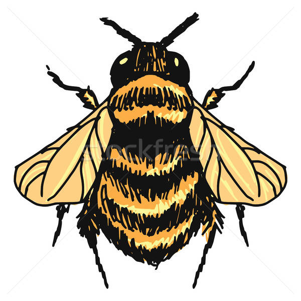600x600 Bumblebee Vector Illustration Oleksandr Kovalenko