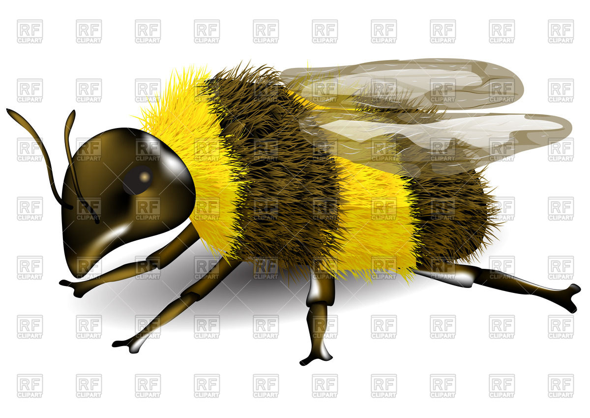 1200x849 Buff Tailed, Furry Bumblebee On White Background Vector Image