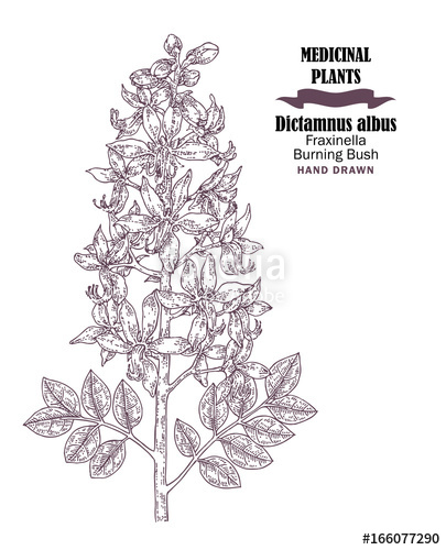 405x500 Hand Drawn Sketch Flowers Of Wild Plant Diptam Or Burning Bush