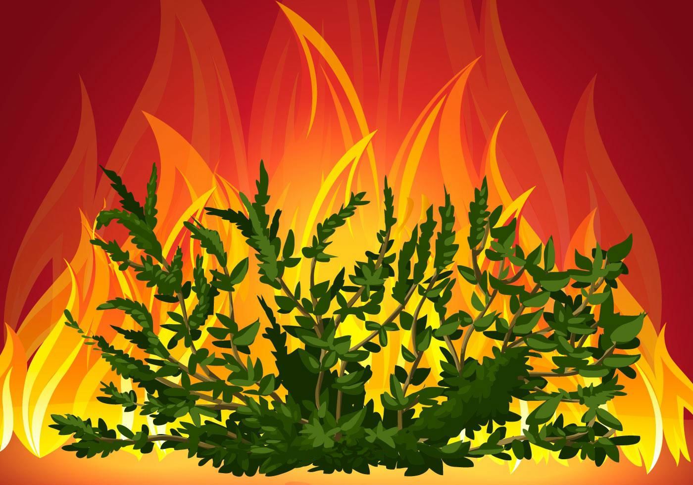 1400x980 Burning Bush Vector Designs