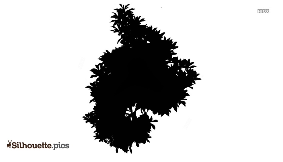Hydrangea Bush Silhouette Vector, Clipart Images, Pictures 934x534 Hydrangea Bush Silhouette Vector, Clipart Images, Pictures
