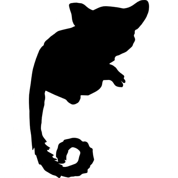 Bush Baby Silhouette 626x626 Bush Baby Silhouette