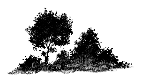 Bush Silhouette Png Vector, Clipart 583x341 Bush Silhouette Png Vector, Clipart