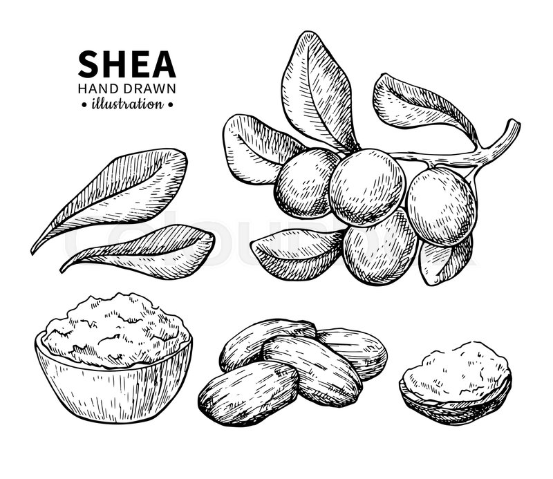 Shea Butter Vector Drawing Isolated Stock Vector Colourbox 800x693 Shea Butter Vector Drawing Isolated Stock Vector Colourbox